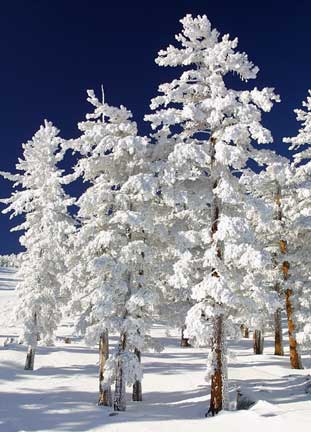 Snow-Clad-Trees.jpg