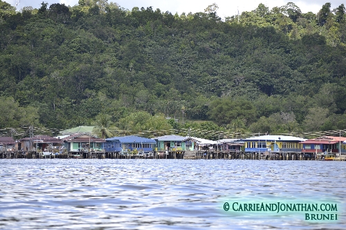 Brunei River Tour: Proboscis Monkeys