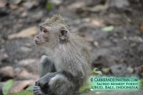 Sacred Monkey Forest Ubud Bali Indonesia
