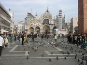 View of Saint Marks Square's Pigeons Saint Marks Square Pigeons