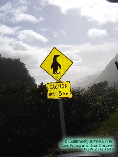 Seal Colony Penguin Crossing Punakaiki New Zealand Punakaiki pancake rocks and blow holes New Zealand