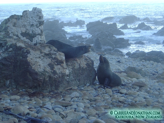 Fur Seals near Kaikoura New Zealand