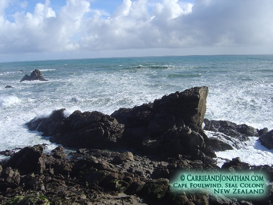 Cape Foulwind Seal Colony near Westport New Zealand